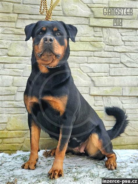 Štandardná kresba rotvajlera