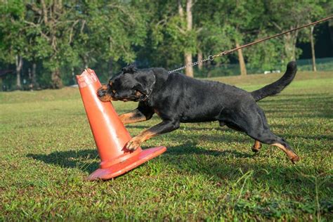 Rotvajler pri tréningu agility