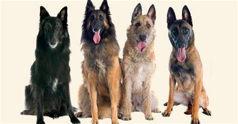 Infografika: Štandardné varianty belgického ovčiaka - Malinois, Groenendael, Laekenois, Tervueren