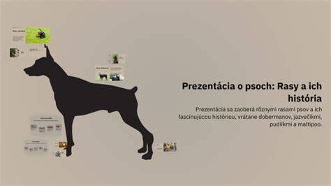 Infografika: Charakteristiky a mýty o čiernych psoch, ich význam v kultúre a adopcii