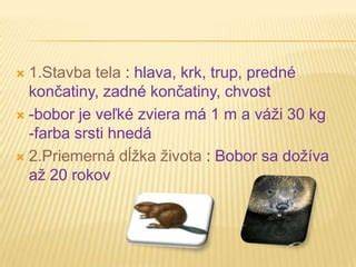infografika_psia_rec_tela_uši_chvost_rovnovaha