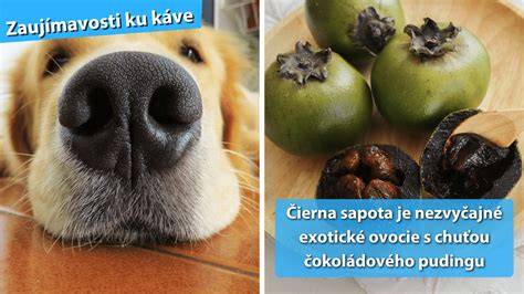 fotografie rôznych tvarov psích ňufákov