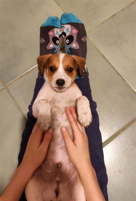 Šteniatko pri kŕmení