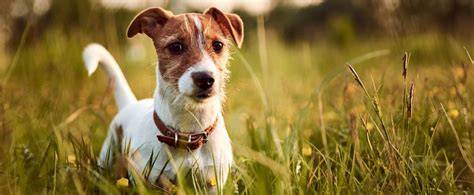 Fotografia: Jack Russell teriér v akcii