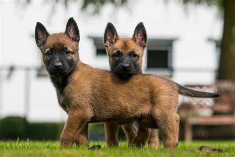 Obraz belgického ovčiaka Malinois vo výraznej pracovnej pozícii