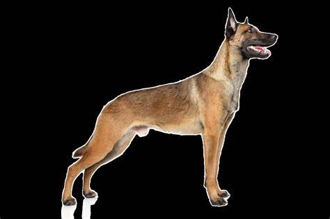 Profil Malinois: svalnaté telo, čierna maska a vztyčené uši