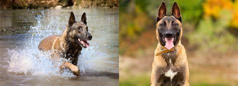 Infografika: výživové princípy pre Malinois