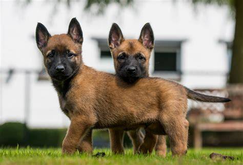 Šteniatko belgického ovčiaka Malinois v priebehu socializačnej aktivity