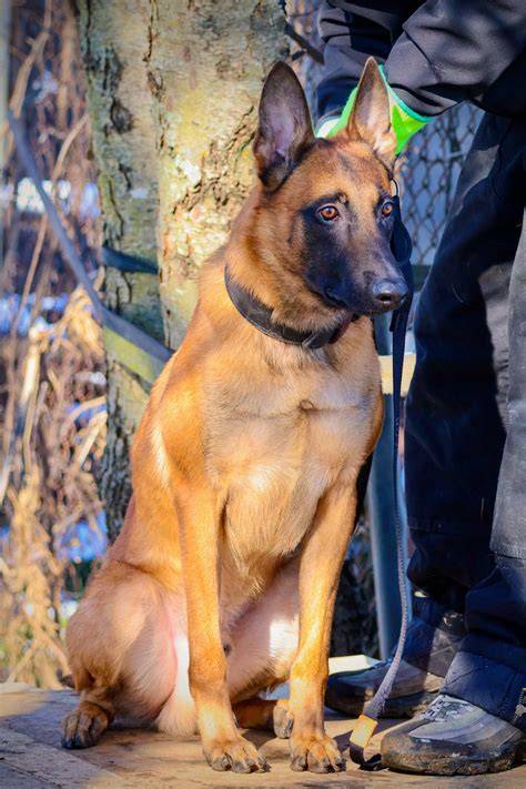 Vizualizácia: Malinois v akcii
