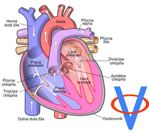 Ilustrácia srdca psa s označenými komorami