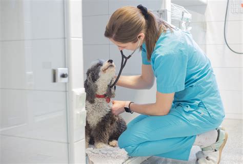 Veterinárny lekár počúva srdce psa stetoskopom