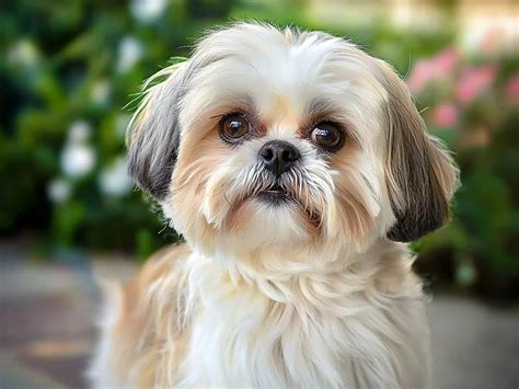 Shih-tzu vzhľad
