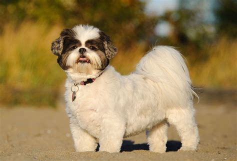 Shih-tzu s rodinou