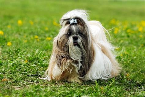 Starostlivosť o srsť Shih-tzu