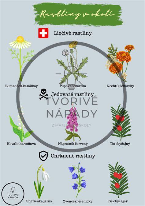 Infografika: Životný cyklus šteniatka a kľúčové chvíle od narodenia po odovzdanie poslušneho