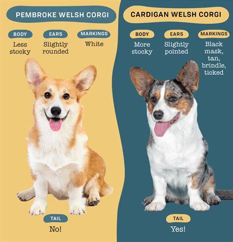 Infografika: Vývoj plemena Welsh Corgi Pembroke a Cardigan, ich pôvod v Walesu a hlavné charakteristiky
