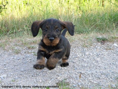 Šteniatko jazvečíka