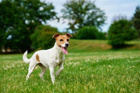 Mapa rozšírenia chovateľských staníc Jack Russell v SR a blízkom okolí