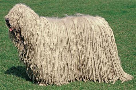 Komondor s dlhými dredmi na pozadí otvorenej farmy