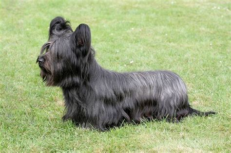 Skye Teriér na výstave