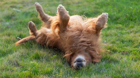 Pes so stiahnutým chvostom medzi nohami