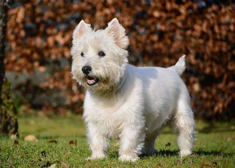 West Highland White Terrier - vizuál štandardného vzhľadu a typických čŕt srsti