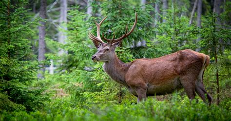 Jelenia zver v lese