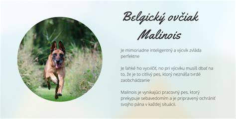 Infografika: Štandardy plemena belgický ovčiak Malinois a štyri varianty srsti