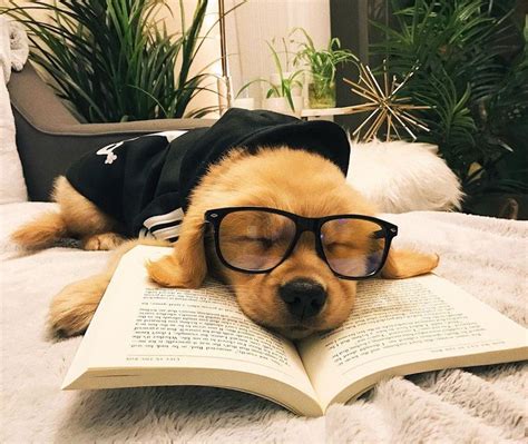 Pes ležiaci na slnku