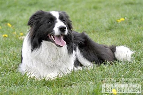 Pes s bielym kožuchom na slnku