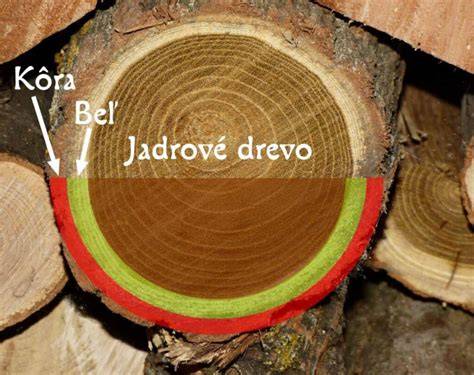 Infografika: Základná štruktúra chovu a hlavné kroky pri vzniku vrhu