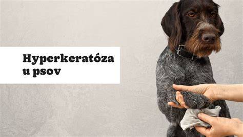 Schéma interakcií pigmentov u psov - E, K, A lokusy