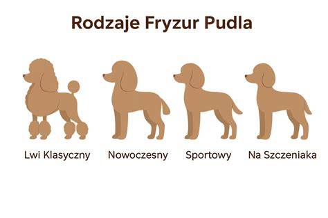 Infografika: Rozmiestnenie veľkostných variant pudla (toy, trpasličí, stredný, veľký)
