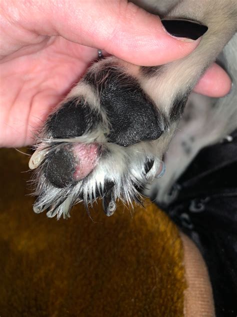 Pes s obviazanou labkou