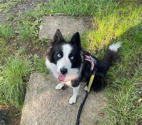 Infografika: Porovnanie rastu Border Collie a Husky
