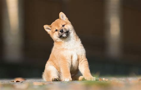 Šteňa Shiba Inu pri socializácii