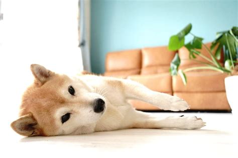 Šteniatko Shiba Inu v novom domove