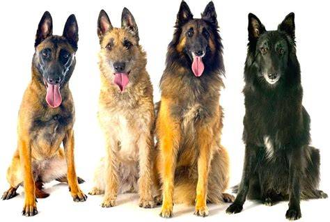 Infografika: Štandardy belgického ovčiaka a 4 varianty (Malinois, Groenendael, Laekenois, Tervueren)