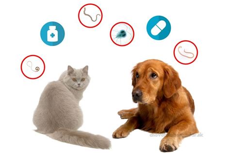 Ilustrácia rôznych druhov vnútorných parazitov psa