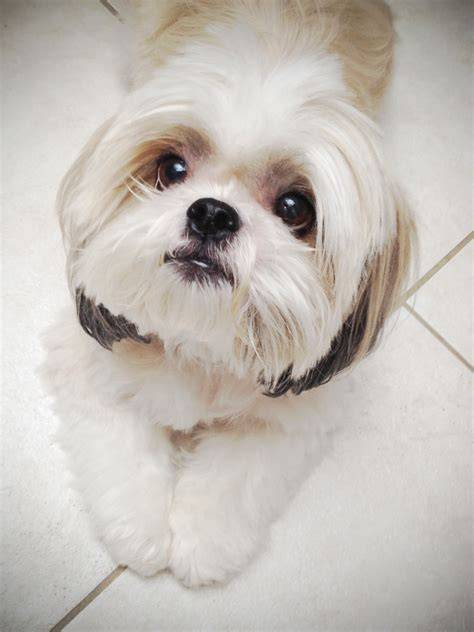 Shih Tzu s dlhým srsťou a typickým vzhľadom Chrysanthemum Dog