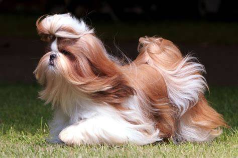 Legenda o Shih Tzu a levom význame v kultúrnej tradícii