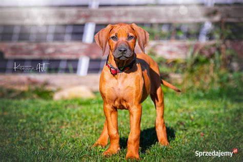 Oficiálny štandard FCI pre Rhodesian Ridgeback