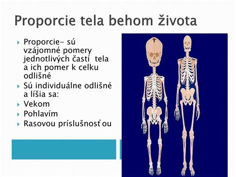 Diagram zobrazujúci proporcie tela maďarského stavača