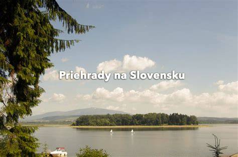 Infografika: Ako vybrať spoľahlivého chovateľa pudlov na Slovensku