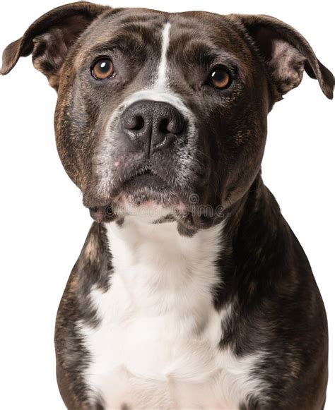 Portrét Pitbulla s mikrofónom