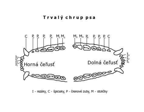 Anatomia psieho chrupu
