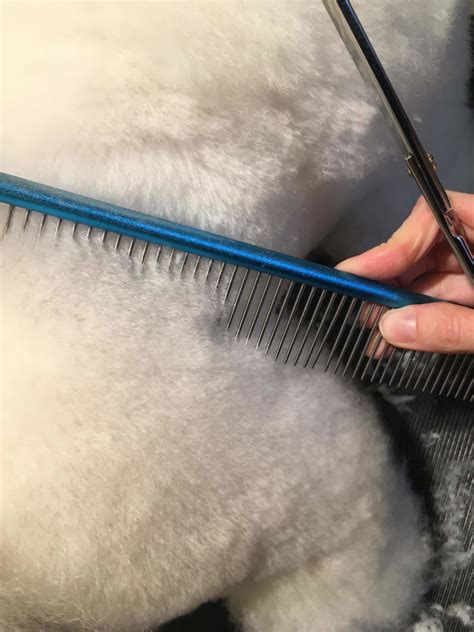 Ilustrácia správneho česania srsti špica