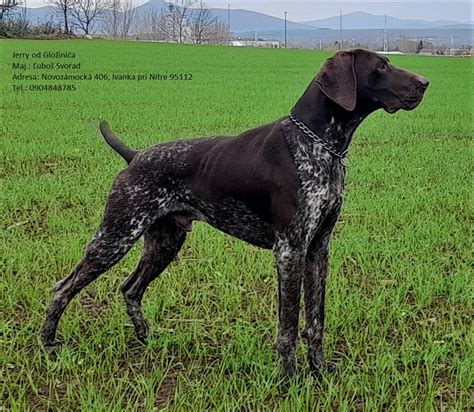 farebné variácie nemeckého krátkosrstého stavača