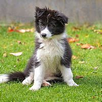 Šteniatko austrálskeho ovčiaka v tráve