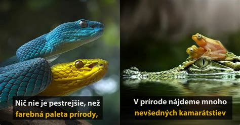 Detailné fotografie rôznych typov kožených obojkov